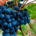 FM 16 RACIMO MONASTRELL 2