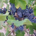 FM 38 UVAS TINTAS