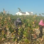 FM 39 COSECHANDO DELANTE DE LA BODEGA