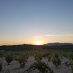 FM 41 VIÑEDOS EN PUESTA DE SOL