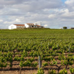 Finca&Viñedo 2