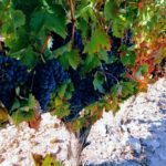 Bodegas Monastasia Duero viñedo de ribera del duero