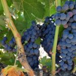 Bodegas Monastasia Duero viñedo de ribera del duero
