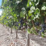 Bodegas Monastasia Duero viñedo de ribera del duero