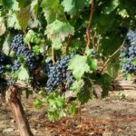 Bodegas Monastasia Duero viñedo de ribera del duero