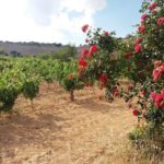 Bodegas Monastasia Duero viñedo de ribera del duero