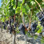 Bodegas Monastasia Duero viñedo de ribera del duero
