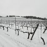 Bodegas Monastasia Duero viñedo de ribera del duero nevado