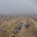Finca Monastasia bodega de rioja viñedo de rioja