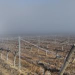 Finca Monastasia bodega de rioja viñedo de rioja