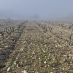 Finca Monastasia bodega de rioja viñedo de rioja
