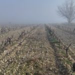 Finca Monastasia bodega de rioja viñedo de rioja