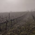 Finca Monastasia bodega de rioja viñedo de rioja