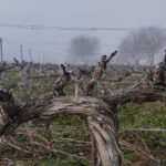 Finca Monastasia bodega de rioja viñedo de rioja