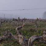 Finca Monastasia bodega de rioja viñedo de rioja