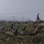 Finca Monastasia bodega de rioja viñedo de rioja